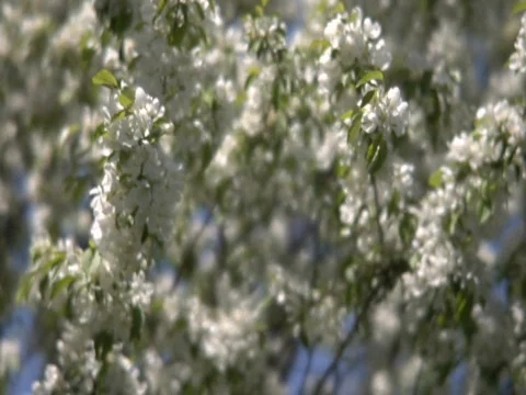 Flowering Crab tree Stock Footage 838496