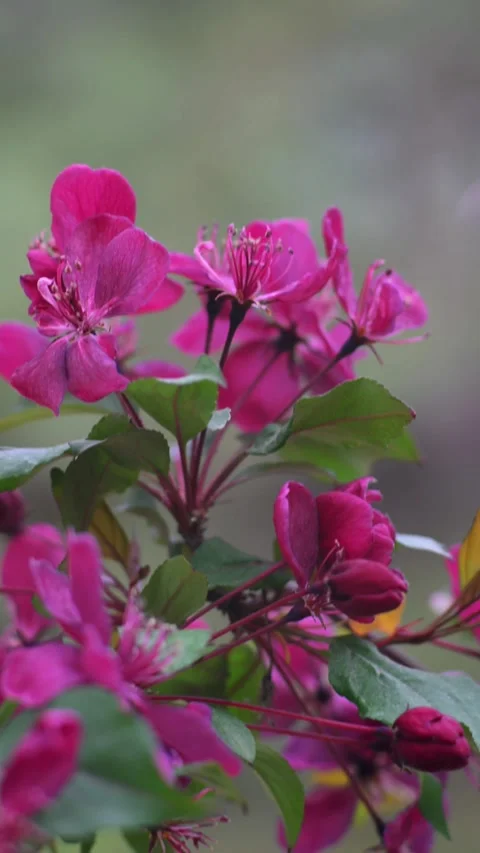 Flowering Crabapple Blossoms Close Up. Malus. Soft Spring Nature Background. Stock Footage 333983883
