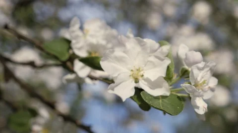Flowering crabapple. Branches of fruit tree in spring. White flowers closeup Stock Footage 89813714