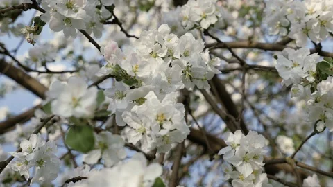 Flowering crabapple. Branches of fruit tree in spring. White flowers closeup Stock-Footage 89813884
