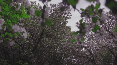 Flowering crabapple tree Stock Footage 81937579