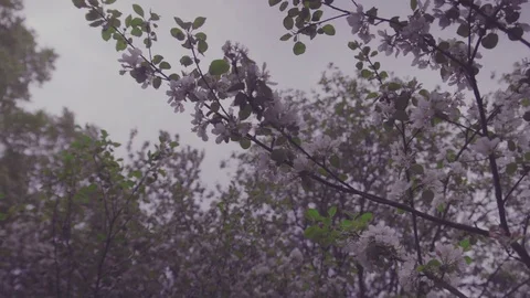 Flowering crabapple tree Stock Footage 81941421