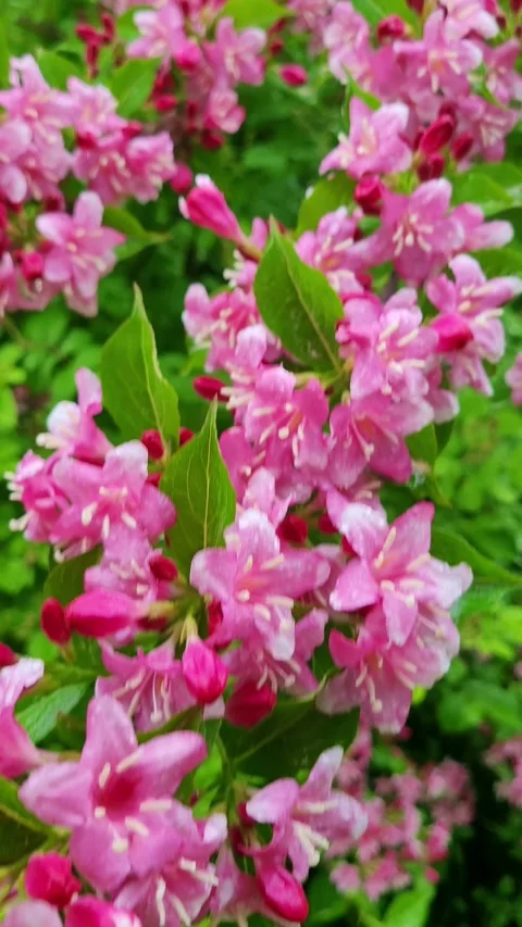 Flowering Crabapple Tree in the Rain Stock Footage 330379293