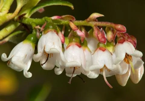 Flowering cranberries Stock Photos