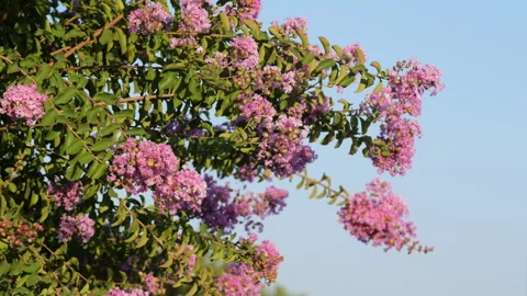 Flowering crape myrtle Stock Footage 321551189