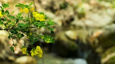 Flowering creek Stock Footage 84430715