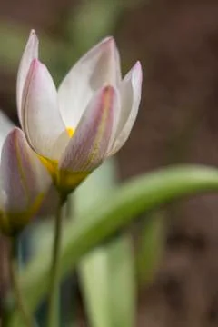 Flowering crocus on a bokeh background Stock Photos