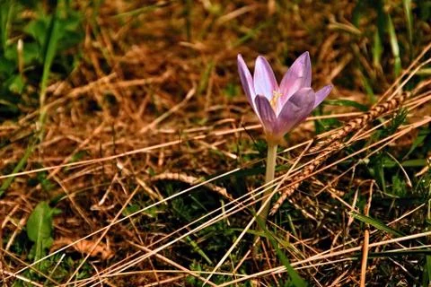 Flowering crocus Stock Photos