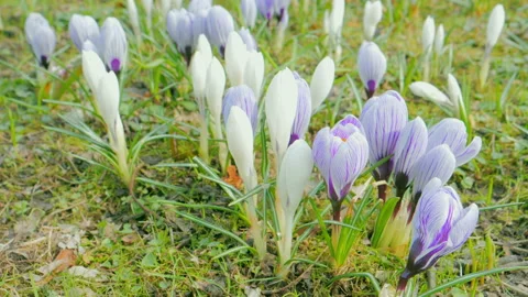Flowering crocus plants, bunch of crocuses, meadow with snow full of crocuses 動画素材 88154508