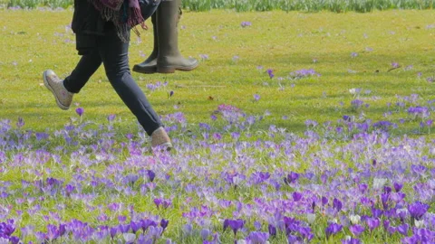 Flowering crocus plants, bunch of crocuses, People walking in spring park 動画素材 88165395
