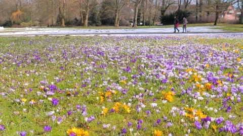 Flowering crocus plants, bunch of crocuses, People walking in spring park Stock Footage 88179620
