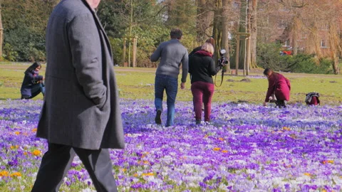 Flowering crocus plants, bunch of crocuses, People walking in spring park 動画素材 88197505