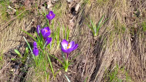 Flowering crocus plants Stock Footage 305734551