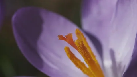 Flowering crocus spring flower 库存影片 329340533