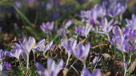Flowering crocus spring flower 库存影片 330278116