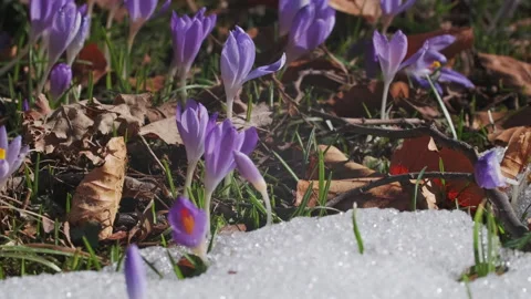 Flowering crocus spring flowers and snow 库存影片 329939907