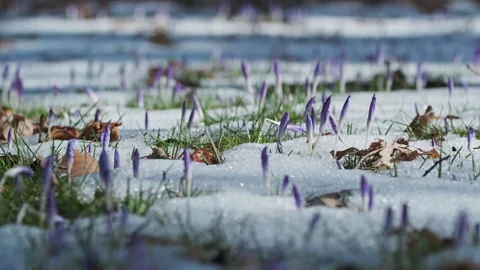 Flowering crocus spring flowers and snow Stock Footage 330277812