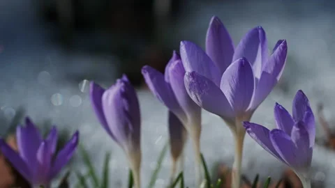 Flowering crocus spring flowers and snow 库存影片 330278351