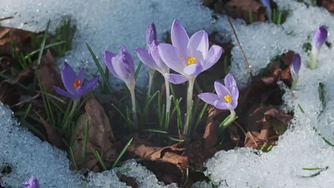 Flowering crocus spring flowers and snow 库存影片 330278859