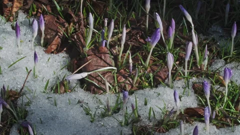 Flowering crocus spring flowers and snow 库存影片 330279467