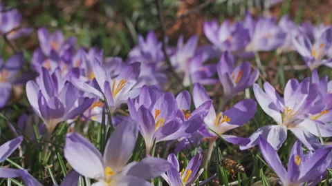 Flowering crocus spring flowers 库存影片 329341597
