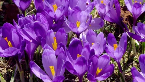Flowering crocuses close up Stock Footage 107939423