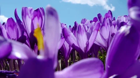 Flowering crocuses close up Stock Footage 115592245