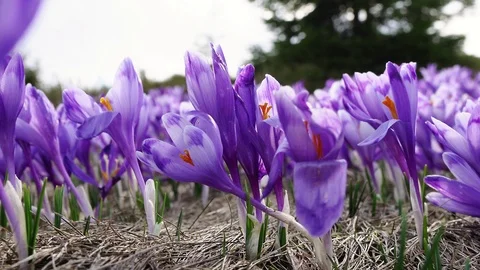 Flowering crocuses close up Stock Footage 117190600