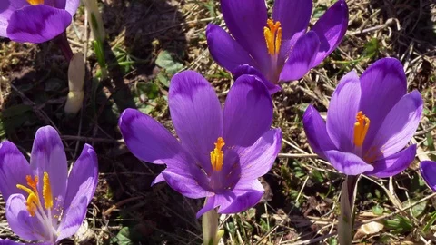 Flowering crocuses close up Stock Footage 117190742