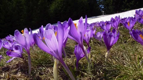 Flowering crocuses on the glade Stock Footage 118013741