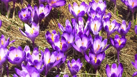 Flowering crocuses on the glade Stock Footage 118767119