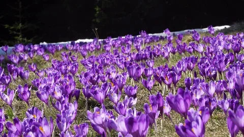 Flowering crocuses on the glade Video stock 118768041