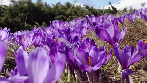 Flowering crocuses on the glade Stock Footage 119077360