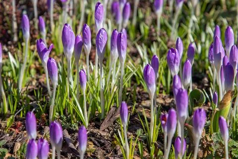 Flowering crocuses growing in spring Stock Photos