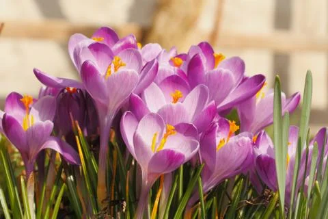 Flowering crocuses 스톡 사진
