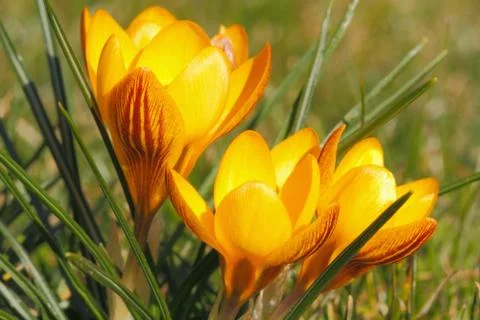 Flowering crocuses Foto stock