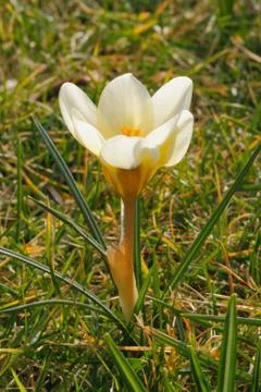 Flowering crocuses Stock Photos