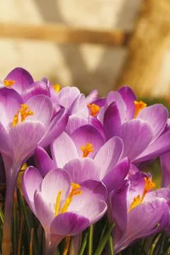 Flowering crocuses Stock Photos