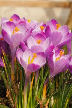 Flowering crocuses Foto stock