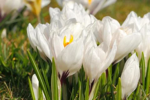 Flowering crocuses Stock Photos