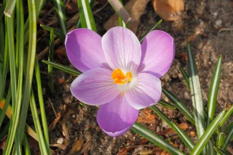 Flowering crocuses Stock Photos