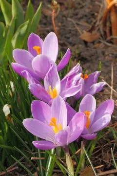 Flowering crocuses Foto stock
