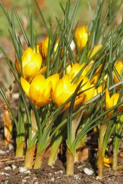 Flowering crocuses Stock Photos
