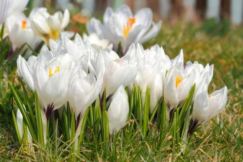Flowering crocuses Stock Photos
