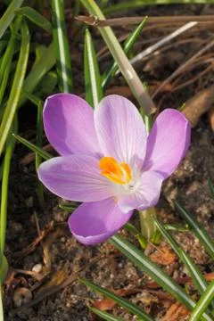 Flowering crocuses Foto stock