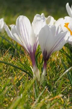 Flowering crocuses Stock Photos