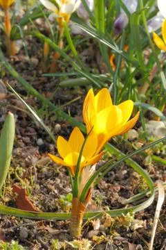 Flowering crocuses Stock Photos