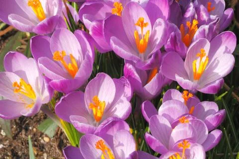 Flowering crocuses Foto stock