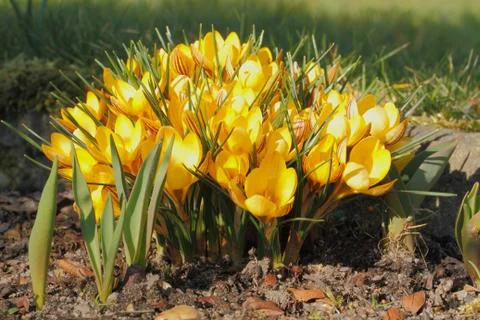 Flowering crocuses Stock Photos