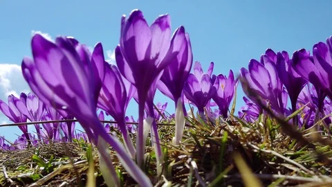 Flowering crocuses on the sky background Stock Footage 117190770